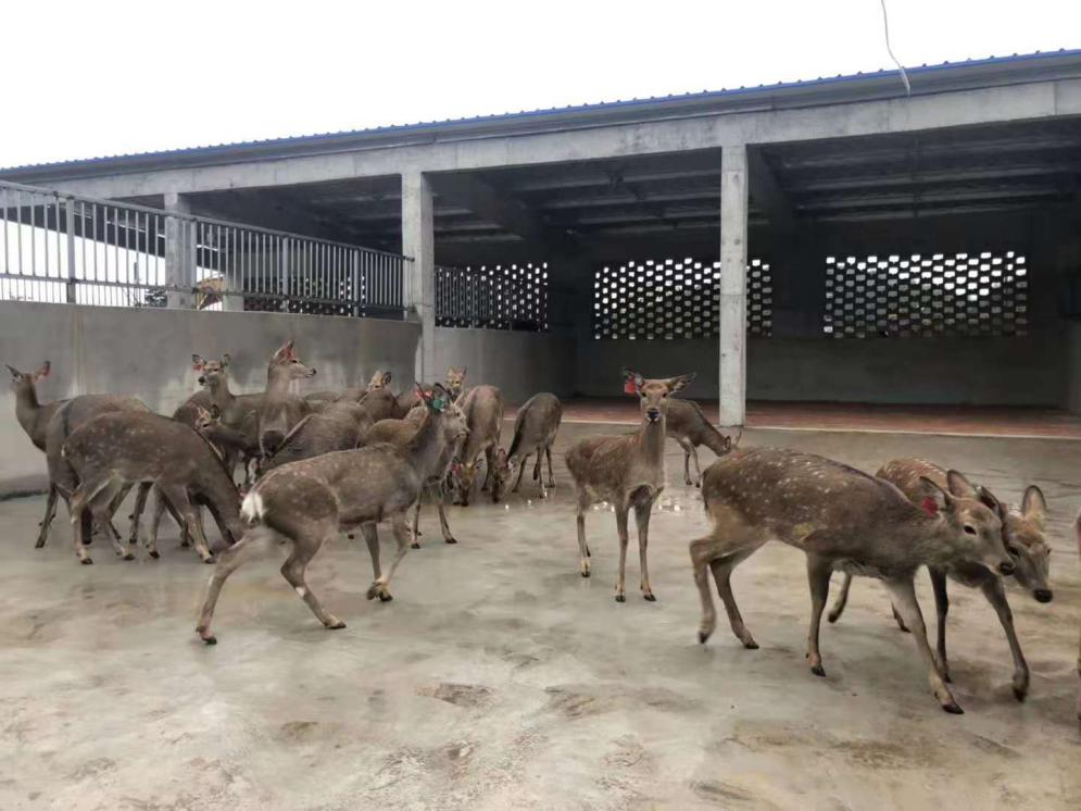 新乡市玖九鹿业梅花鹿养殖场怎么样尊禧鹿业引进首批梅花鹿精准扶贫