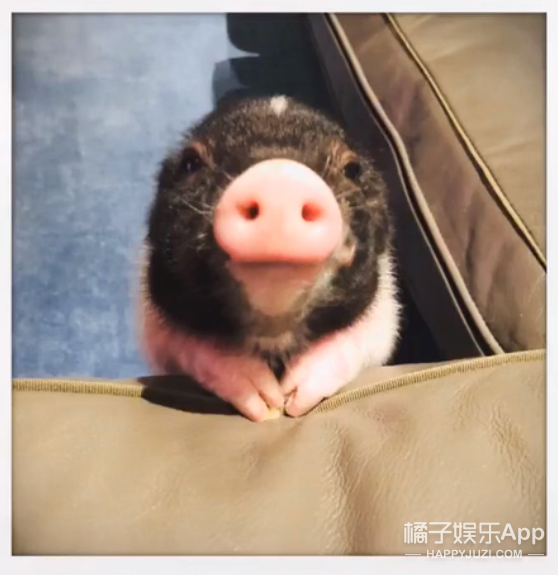 他家的猪可以盖章是猪圈顶流了吧？