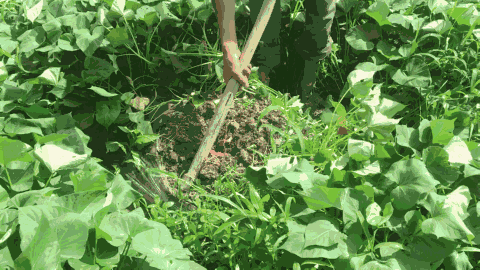 [肚里欢乐]人生圆满不过一碗番薯粉丝面__凤凰网