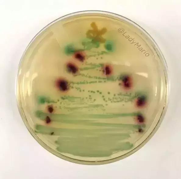 圣诞树也有新花样,YOYO特意送给你看看