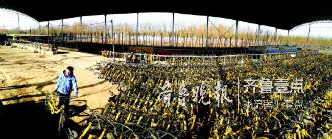 ofo代理商寒冬坚守：正常运营维护，泰安日均五千多单