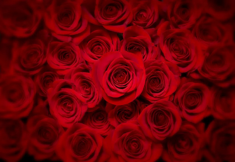 讲一个故事,让玫瑰成为“刚需”