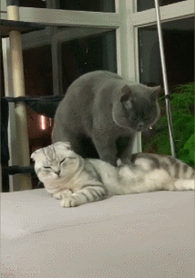 小编:这蓝猫成精了,都知道给它老婆按摩了,不过生无可恋的表情告诉