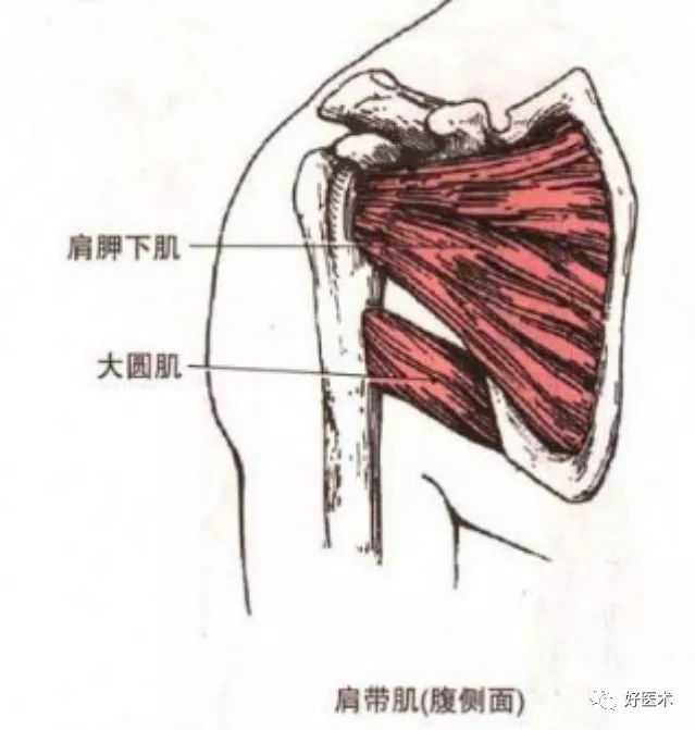 [康知了]【收藏】最全肩关节解剖及查体方法汇总