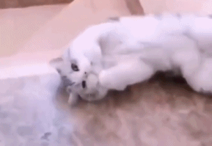 明星综艺大型翻车现场