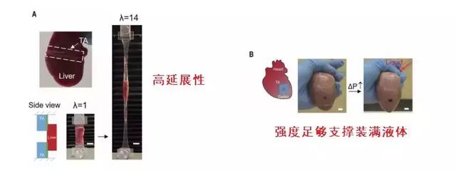 血管破了，原来可以用胶带补？