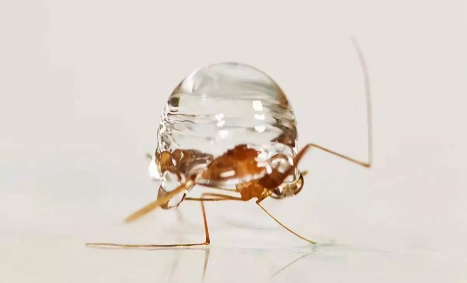 靠搞笑登上《nature》封面，他戴着马桶圈领“诺奖”