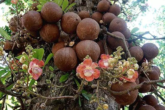 会爆炸的果实真的有,只不过并不是网红炮弹果