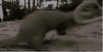 马云这个平头哥太狠了