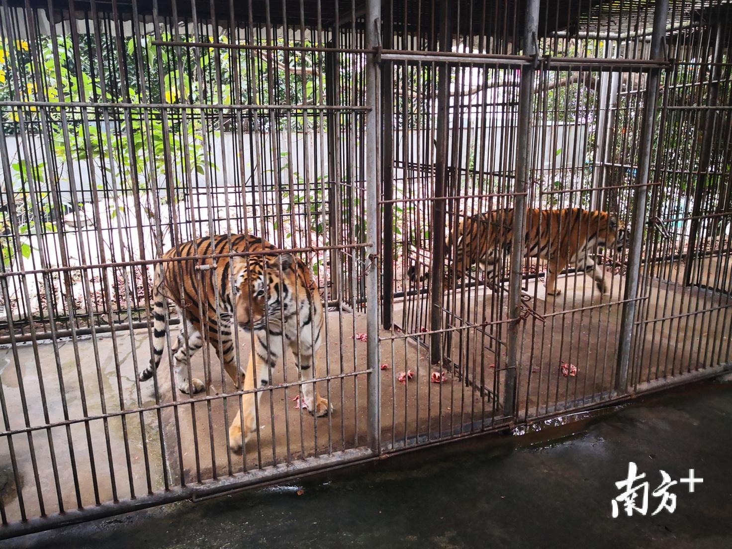 广州动物园马戏表演场空无一人40多只保护动物无处安置