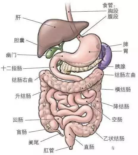 医生说这几种肚子疼格外危险!