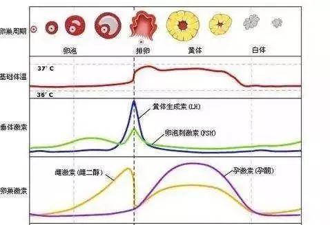 女明星为什么难怀孕，昆凌是第一个坦白的？