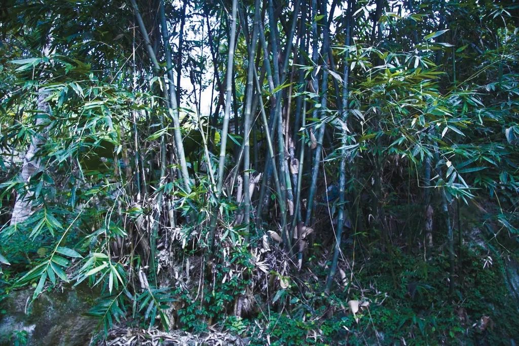 竹子散发出新鲜而残忍的气息—这里曾经深藏着陶弟的砍刀 摄影 宋蓬勃