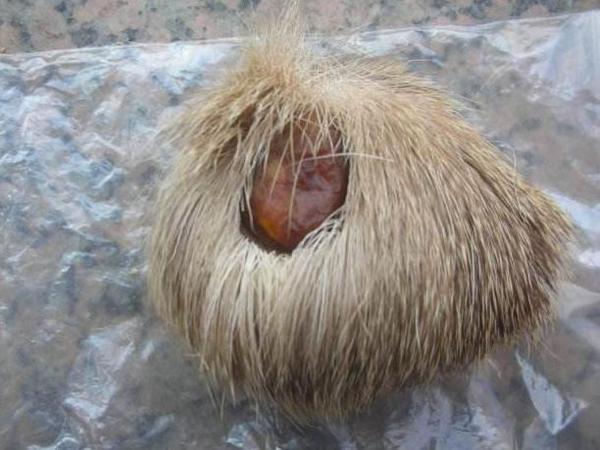 比黄金还贵的麝香是怎么来的?传统摘取方式血腥残忍