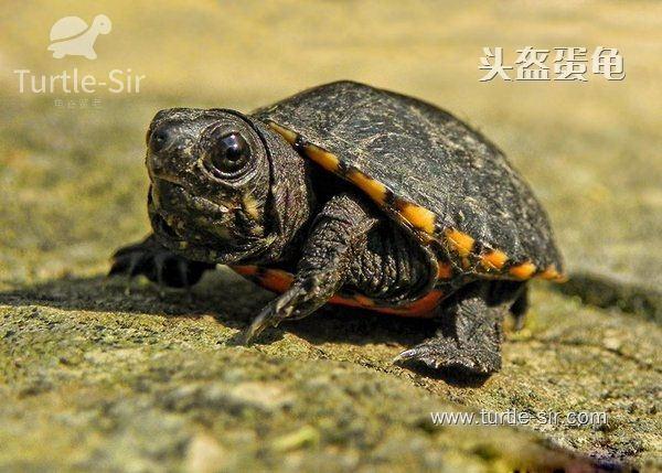 常见宠物龟智商排名,你家龟龟排第几?「龟谷鳖老」