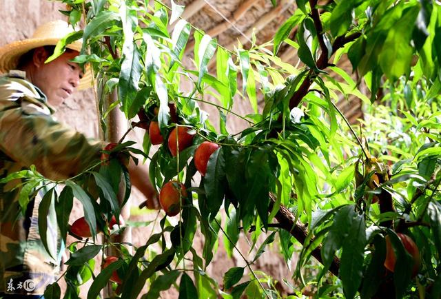 蜜桃栽培技术 病虫害防治