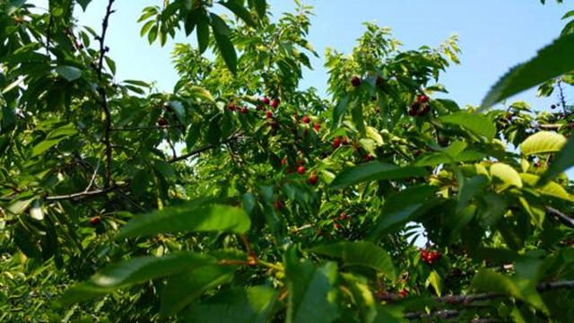 樱桃栽培技术 年生长周期及其特点