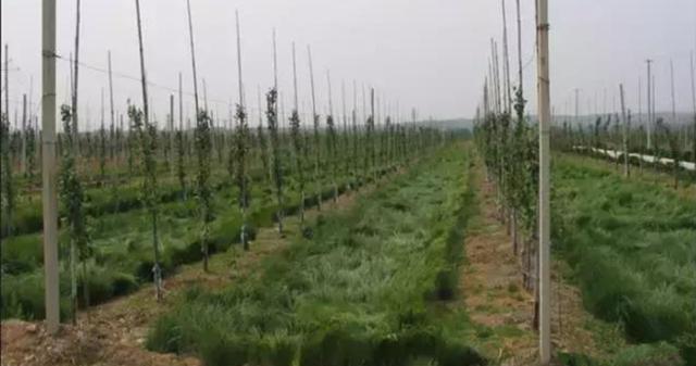 果树栽培高级技术 人工生草草种的选择