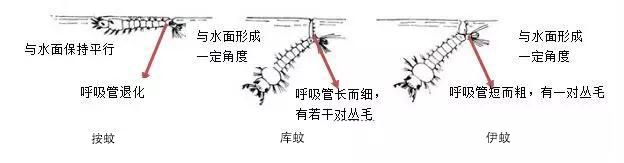 按蚊 库蚊 伊蚊