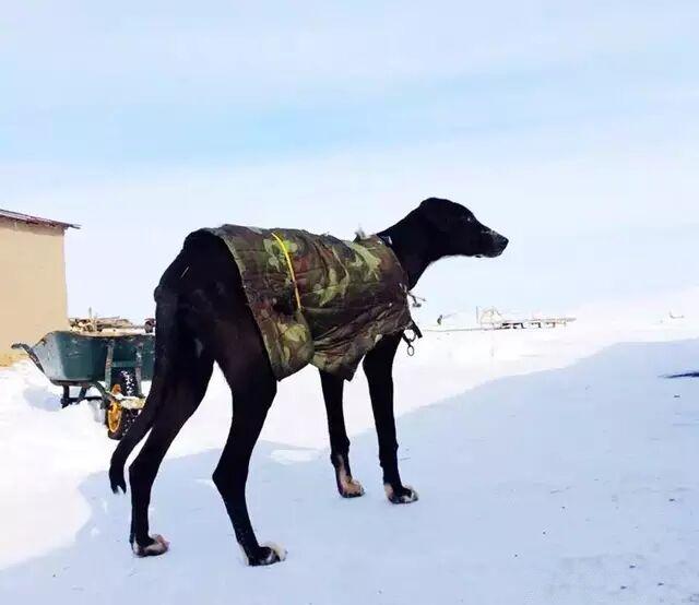 二十种猛犬排名,进一步感受巨无霸的魅力