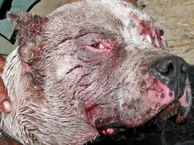 二十种猛犬排名,进一步感受巨无霸的魅力