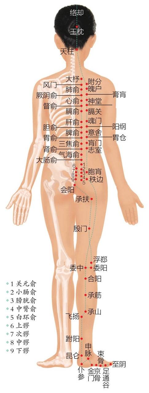 饭后散步能长寿, 膀胱经也很养肾