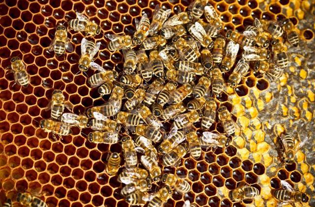 蜂头领 蜜蜂的生活习性
