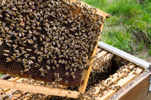 蜂头领 蜜蜂的生活习性