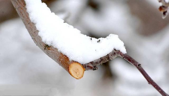 果树整形修剪基础知识 休眠期修剪