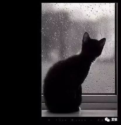 心痛!《中国特色四大养猫悲剧》让我们一起终结吧!