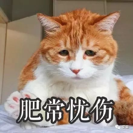 心痛!《中国特色四大养猫悲剧》让我们一起终结吧!