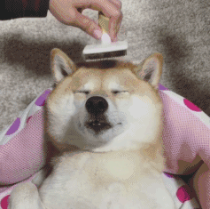 柴犬的屁股会说话?!请了解我可爱屁股背后的语言