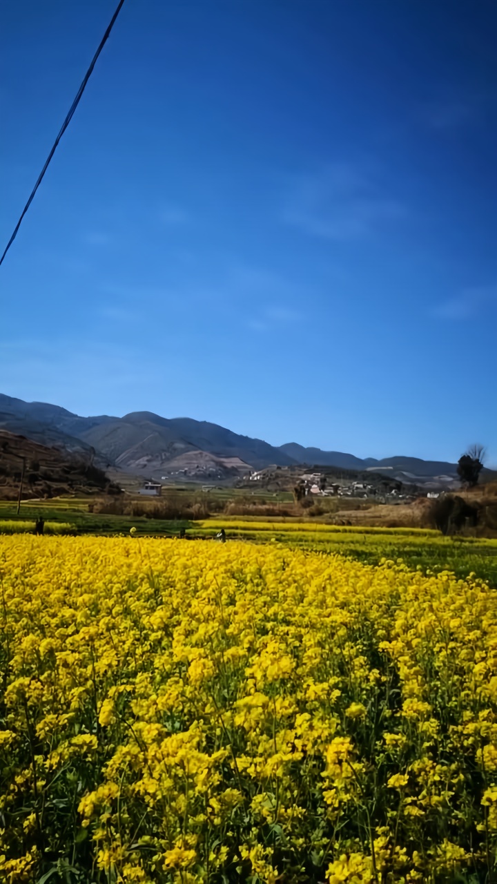 满野油菜花的小山村