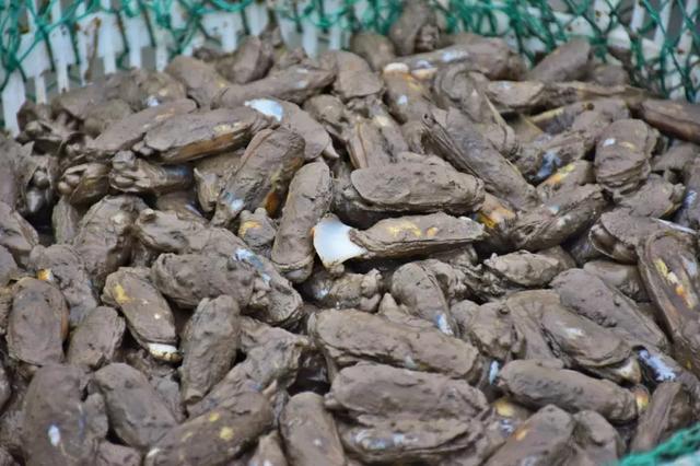 肥腴鲜甜,错过现在的蛏子,等于错过春天!