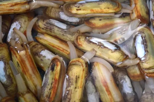 肥腴鲜甜,错过现在的蛏子,等于错过春天!