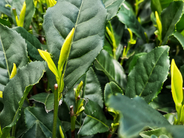 追春茶必备干货指南:头春茶,明前茶,雨前茶…搞清楚了这些再追才不会