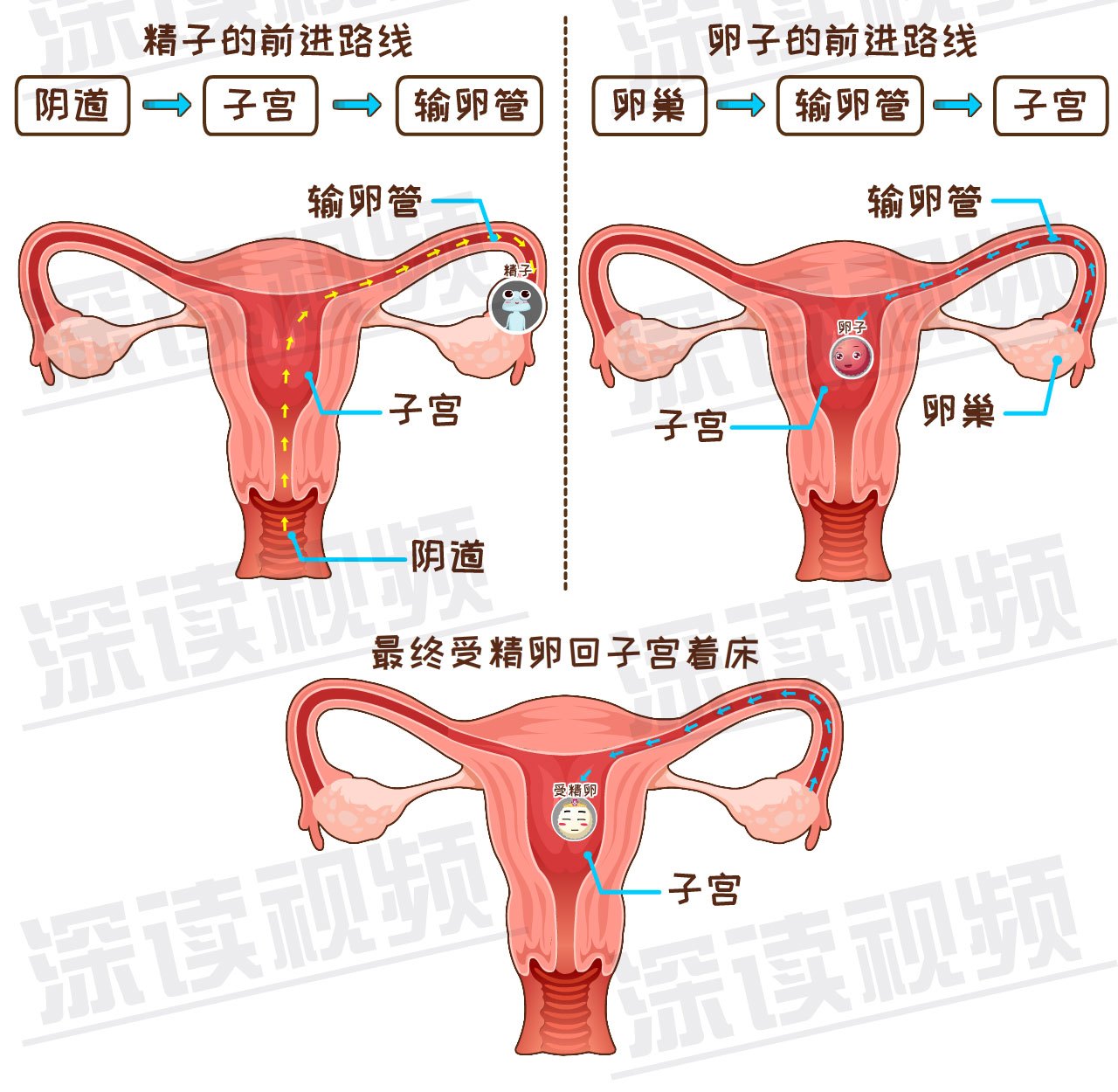 受精卵缘何子宫外安家是输卵管不通还是炎症肿瘤在作妖