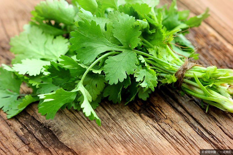 吃香菜=吃番笕？厌弃香菜的一起，也失去了这3个优点