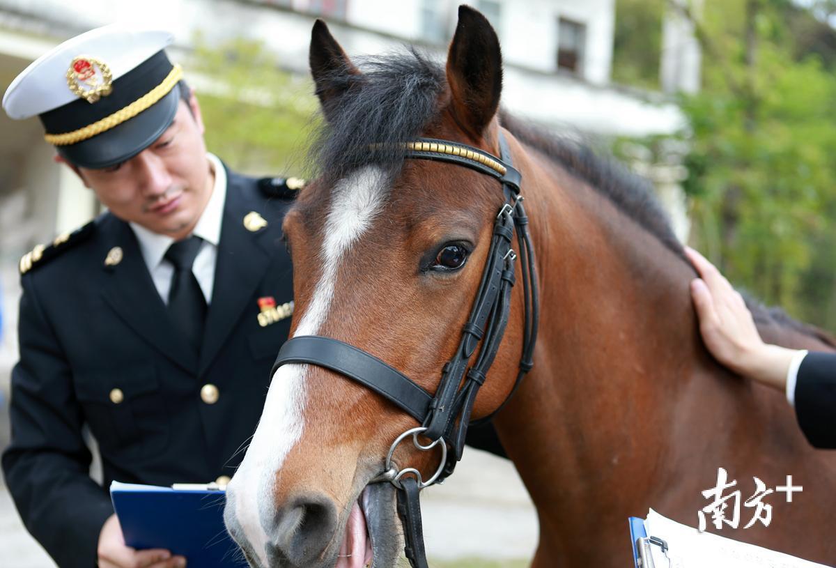 6匹荷兰进口pony马在珠完成隔离检疫,即将亮相内地骑马场