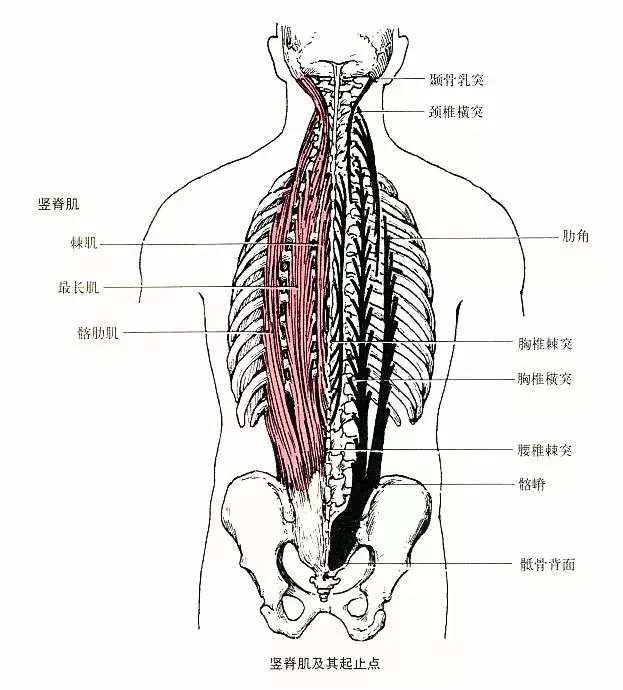 推荐一个很有效锻炼竖脊肌的体式:  蝗虫式