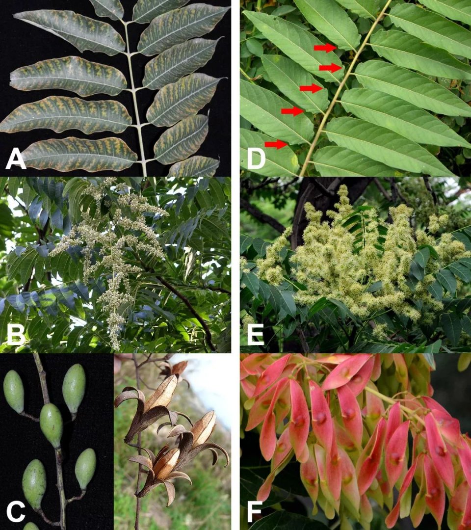 科学  香椿臭椿的对比(香椿:a. 小叶近全缘;b. 花序下垂,白色;c.