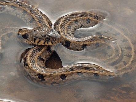 梦到结婚时出现蛇,寓意与解析 梦到结婚时出现蛇,寓意与解析