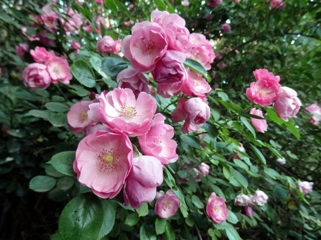2,粉团蔷薇 粉团蔷薇属于蔷薇科,蔷薇属,典型的野生观花落叶攀援状