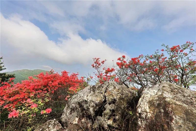 除了马鬃岭,黄狮寨,金寨这处映山红花海,美到让人窒息