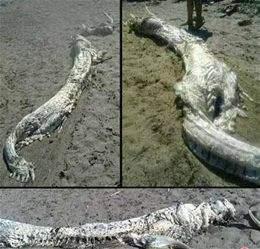 中国十大传闻之一,1934年营口坠龙事件完整揭秘始末