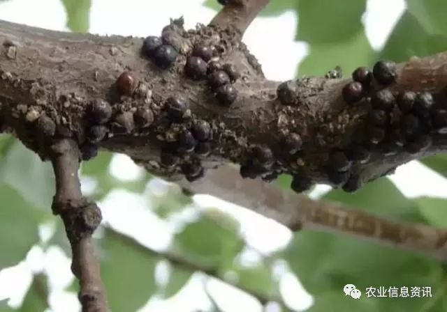 桃树9大虫害高清图谱分析,蚜虫,介壳虫等虫害防治方法