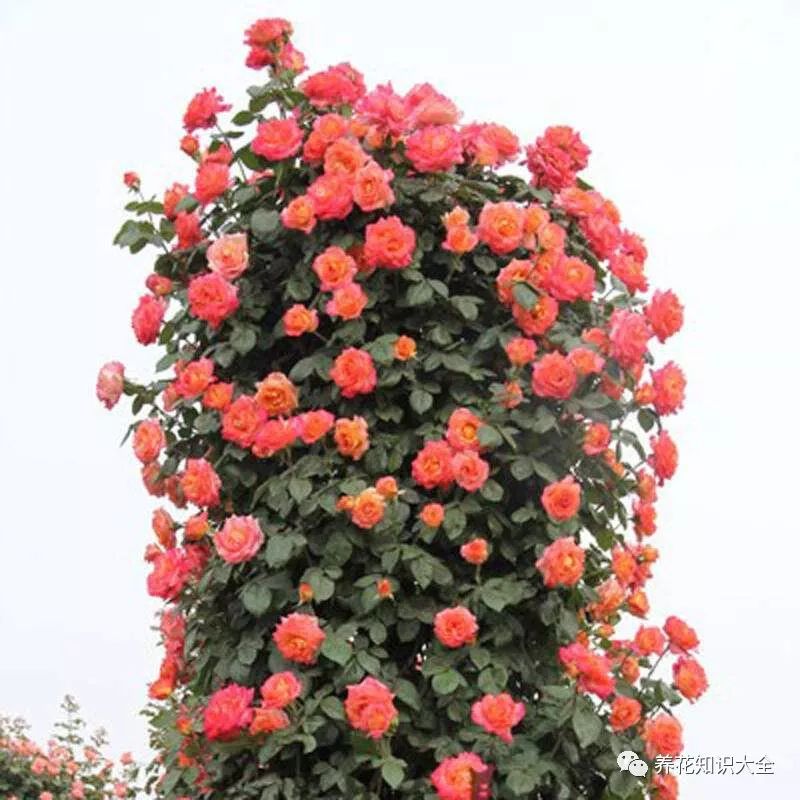 点击查看源网页