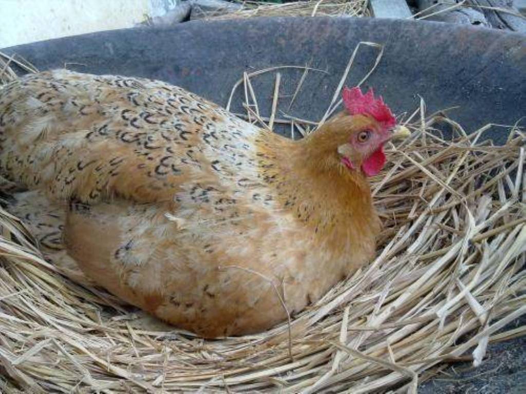 不下蛋的母鸡能日吗1，鸡是如何交配的，不交配的母鸡能下蛋吗