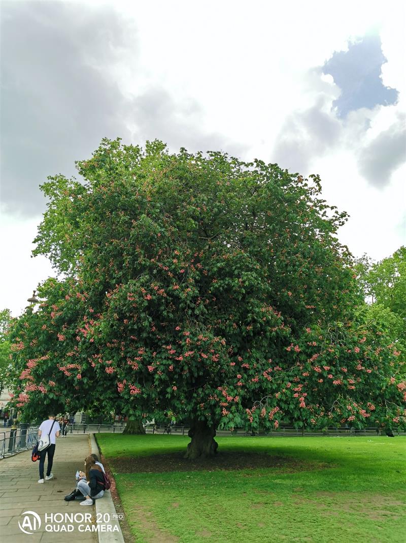 DxO全球第二！荣耀年度最强拍照旗舰荣耀20 PRO首发上手体验