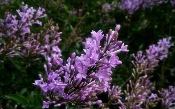 a14011a89a9b4701b0a3ea6df1c141c8.jpg a14011a89a9b4701b0a3ea6df1c141c8.jpg